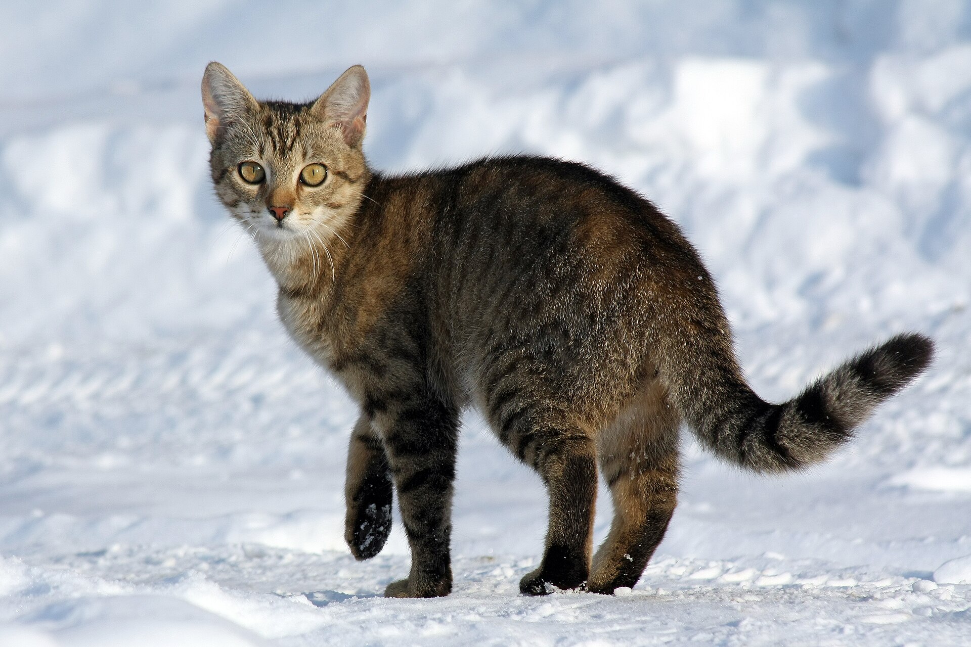 Imagem de referência de Mulher-Gato, descrito nos dados abertos como personagem fictícia da DC Comics
