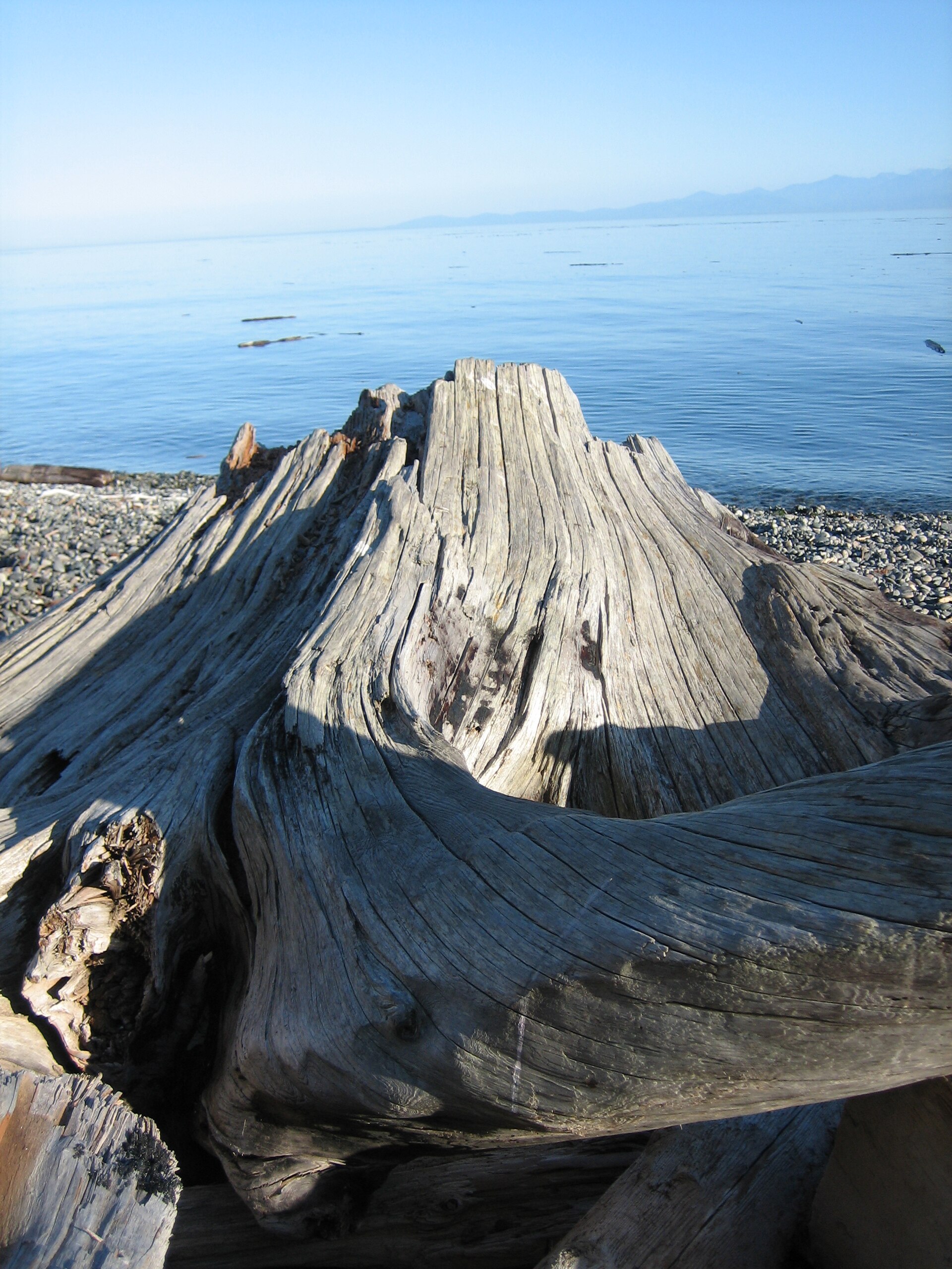Imagem de referência relacionada a Driftwood, item descrito como filme de 1947 dirigido por Allan Dwan