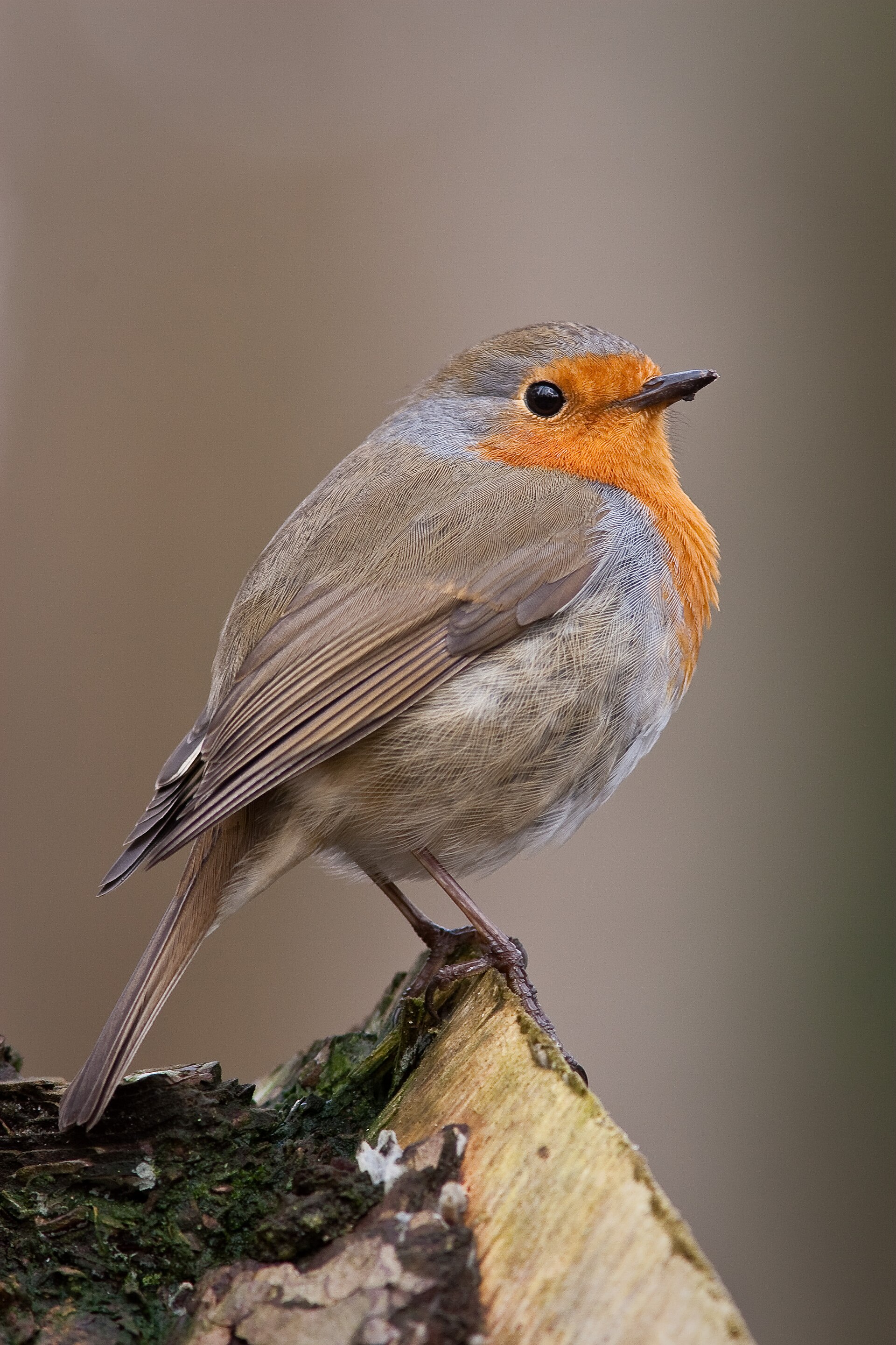 Imagem de referência de Robin, descrito nos dados abertos como personagem fictício da DC Comics