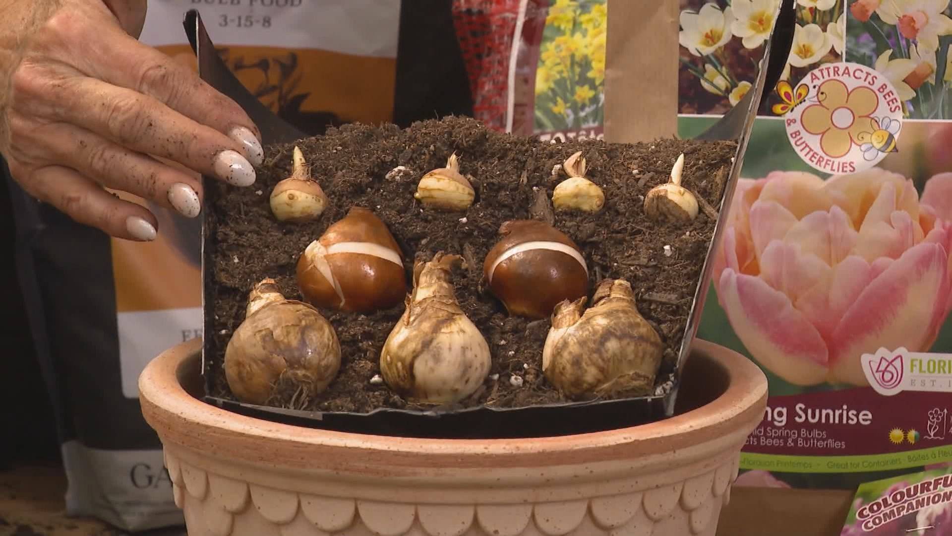 O ícone do rock de Montreal, Sass Jordan, morre aos 63 anos